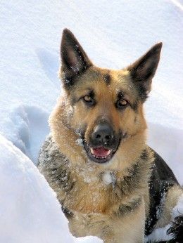 a german shepherd dog sitting in the snow