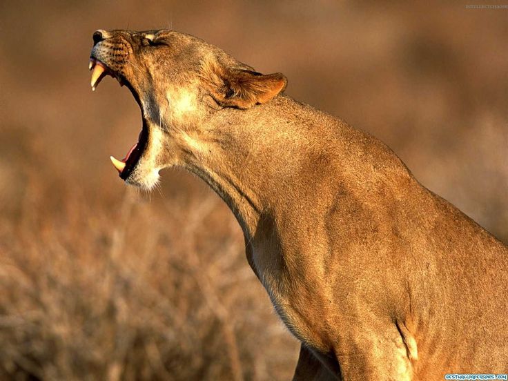 a close up of a lion with its mouth open