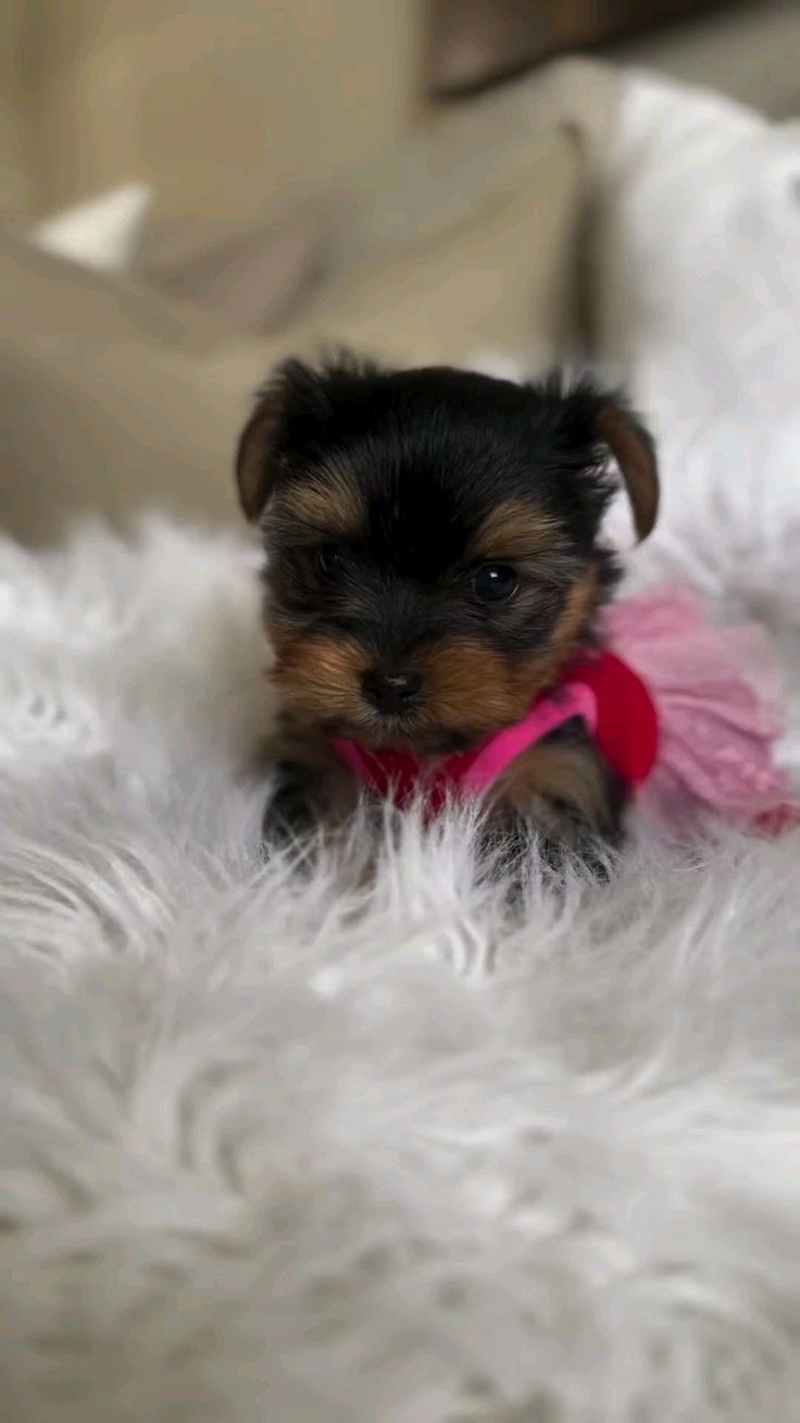 a small black and brown dog sitting on top of a white blanket