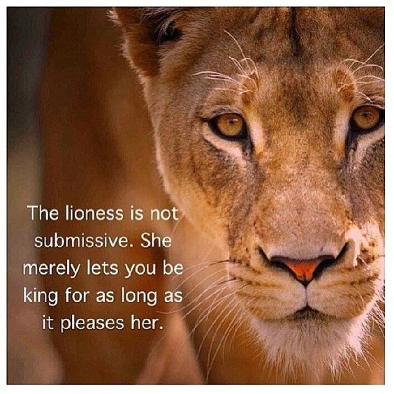 the lioness is not sublime she merrily lets you be king for as long as it pleases her