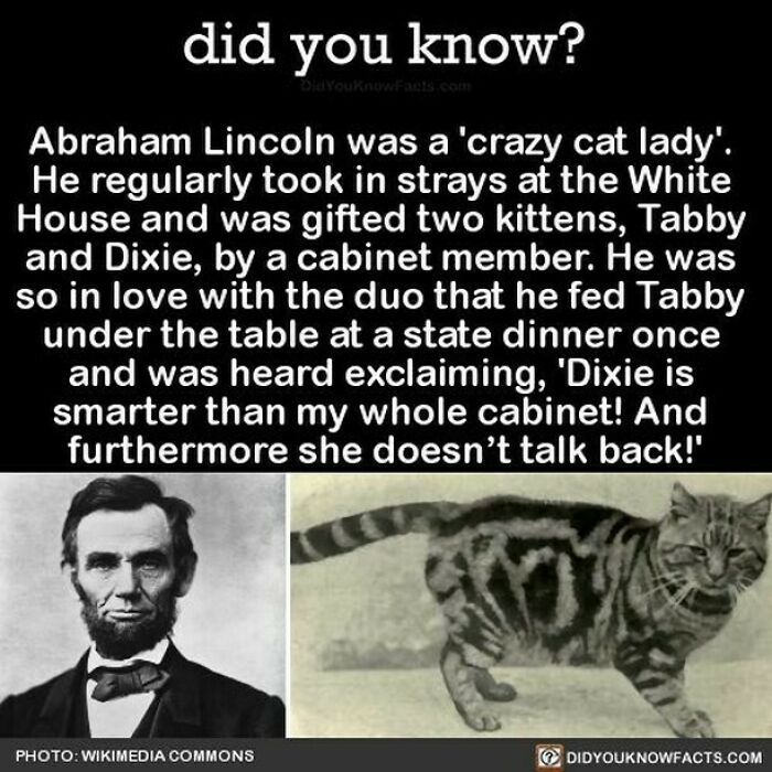 abraham lincoln was a crazy cat lady