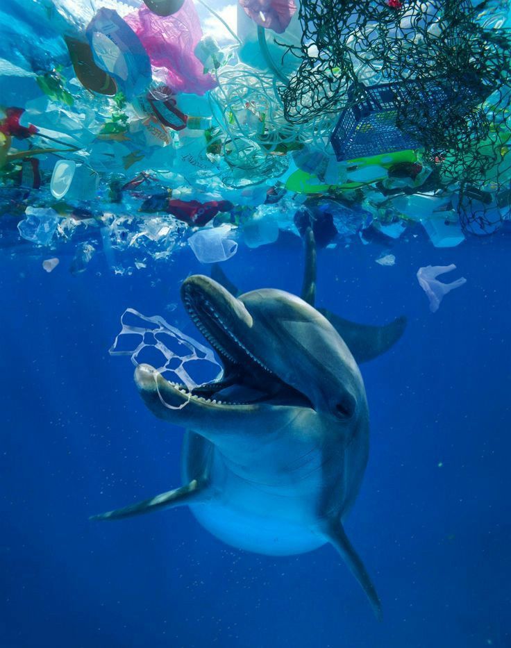 a dolphin swimming in the ocean surrounded by plastic bottles and trash floating on the water