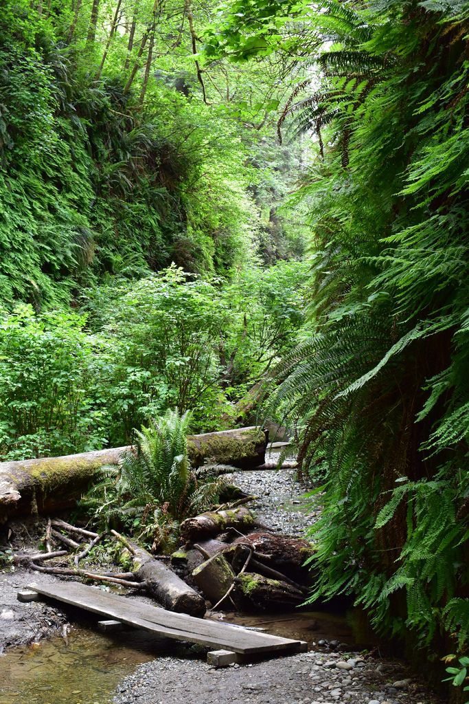 a stream running through a lush green forest filled with trees and ferns on both sides