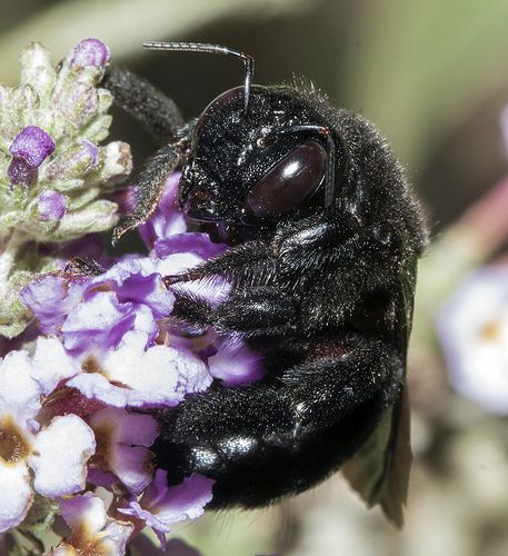 a black bee sitting on top of a purple flower