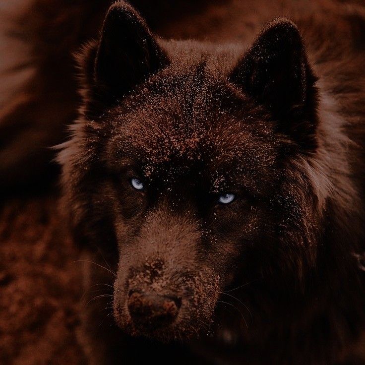 a close up of a dog with blue eyes and brown fur on it's face