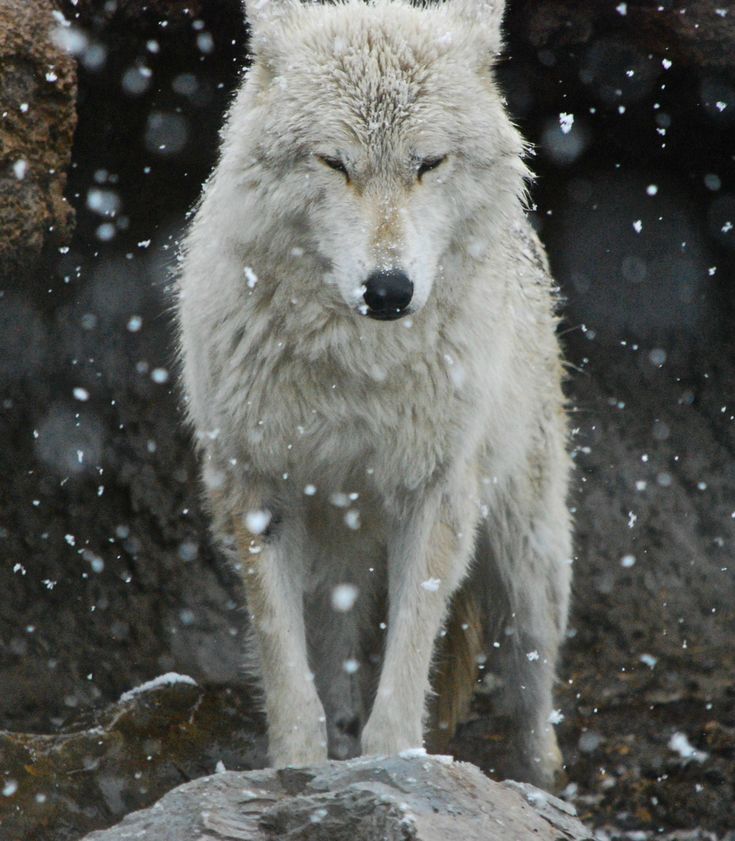 a white wolf standing on top of a rock covered in snow