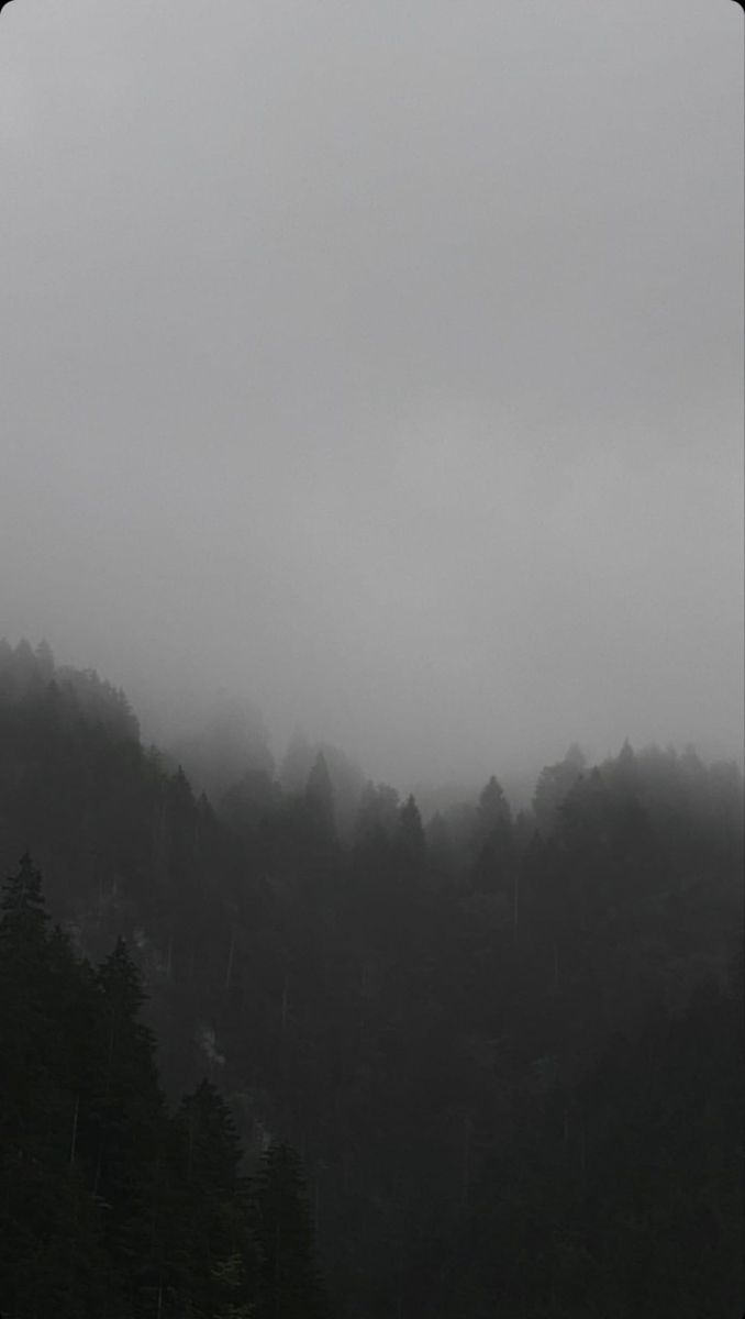 a black and white photo of trees on a foggy day