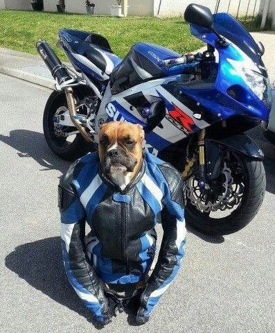 a dog dressed up as a motorcycle rider with the caption i have no idea what i'm doing