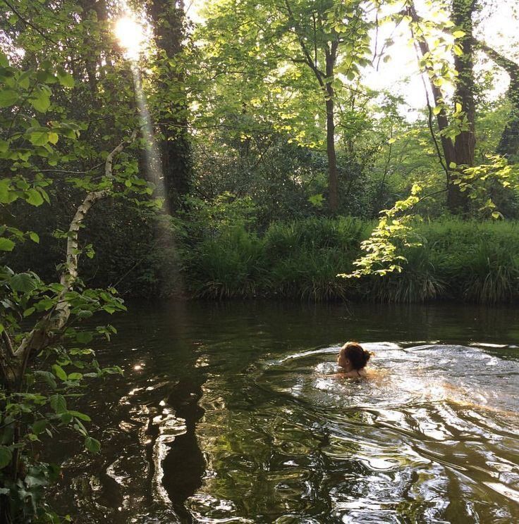 a dog is swimming in the water near some trees and bushes, with sunlight shining on him