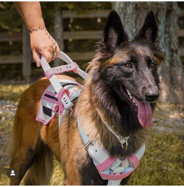 a german shepherd dog wearing a harness