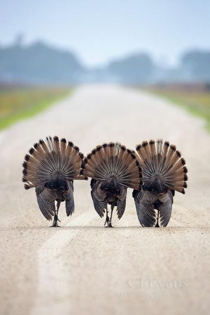 three turkeys are standing in the middle of a road with a quote on it