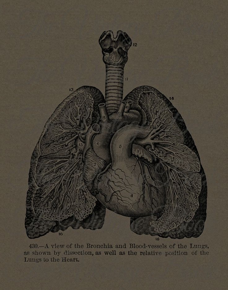 an illustration of the heart and lungs in black ink on brown paper with words written below it