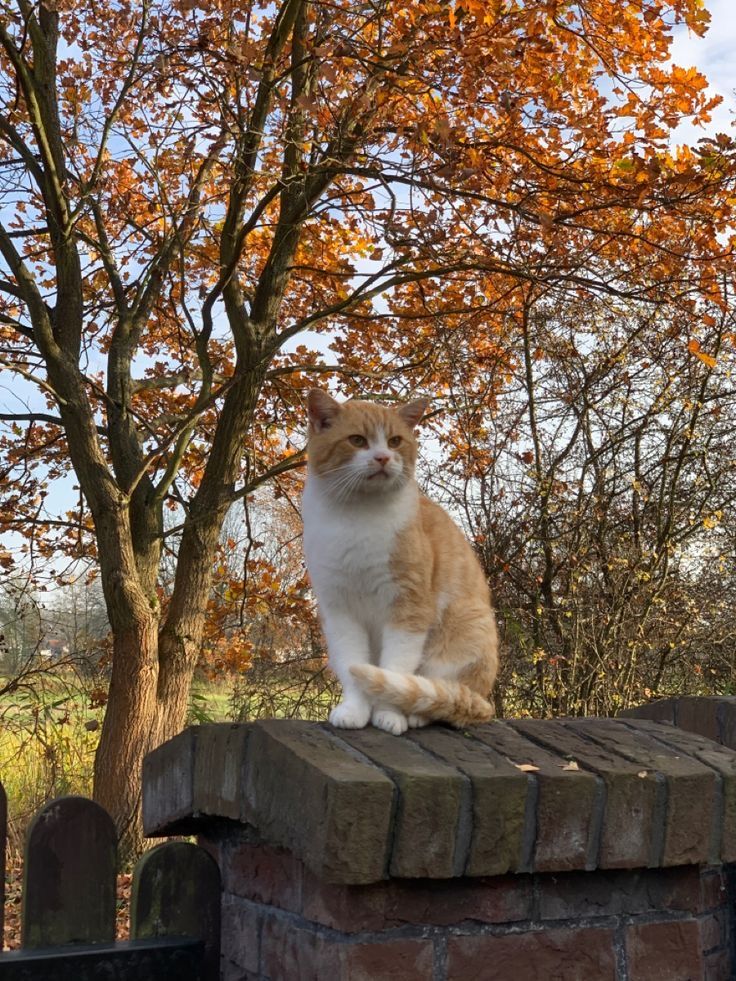 an orange and white cat sitting on top of a brick wall next to a tree