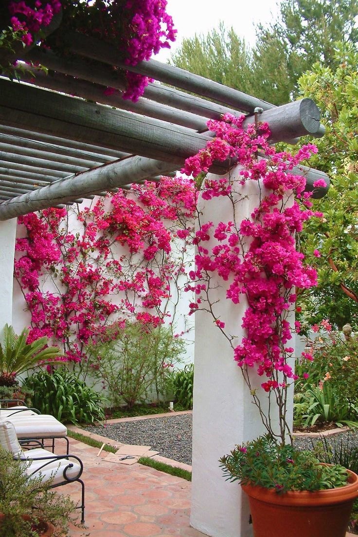 pink flowers are growing on the side of a white building with a pergolated roof