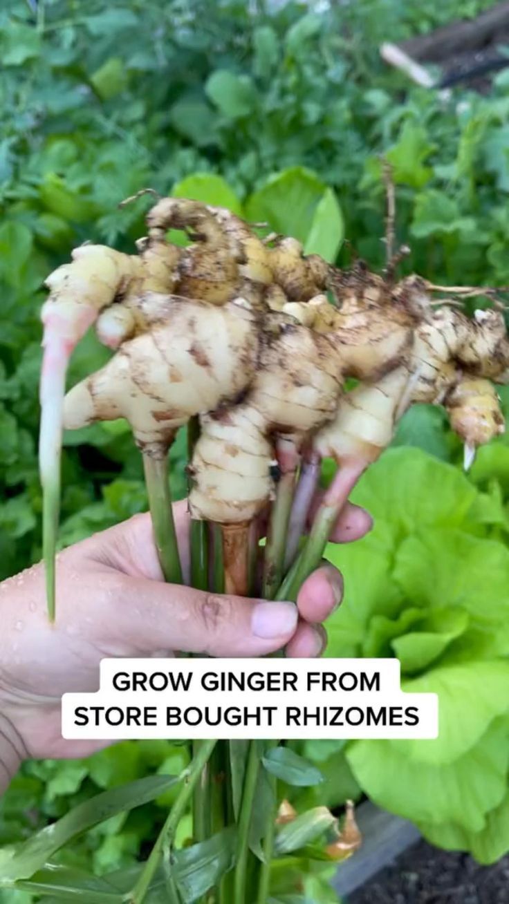 someone is holding up some vegetables in their hand with the words grow ginger from store bought rhionies