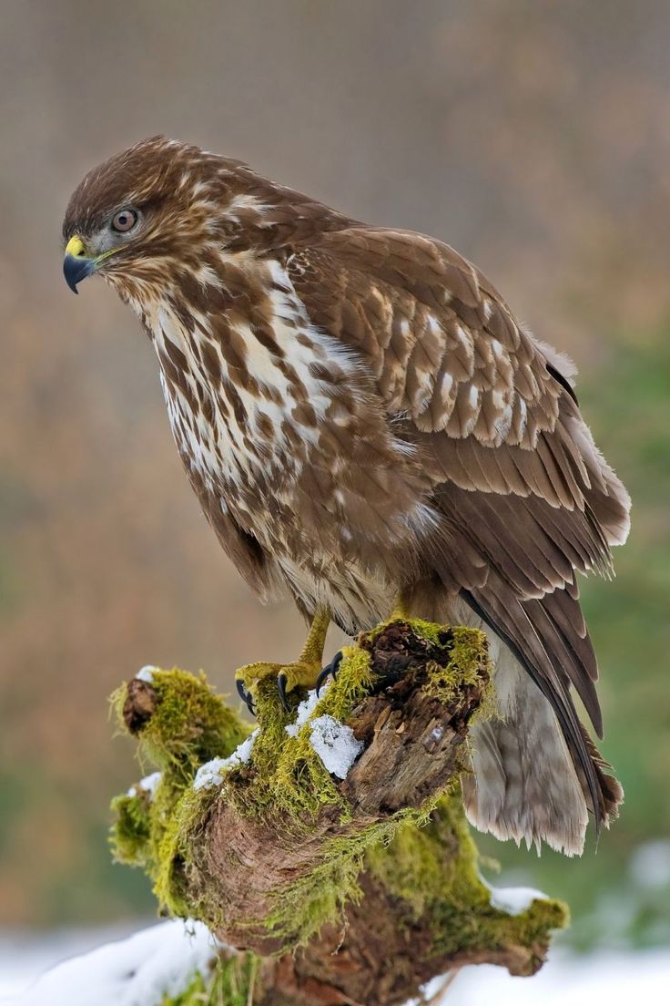 a brown and white bird sitting on top of a tree branch covered in snow with trees in the background