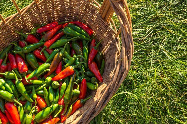 a basket filled with green and red peppers