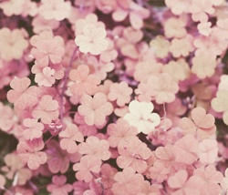 pink flowers with the words you should have ordered your last wish for you on them