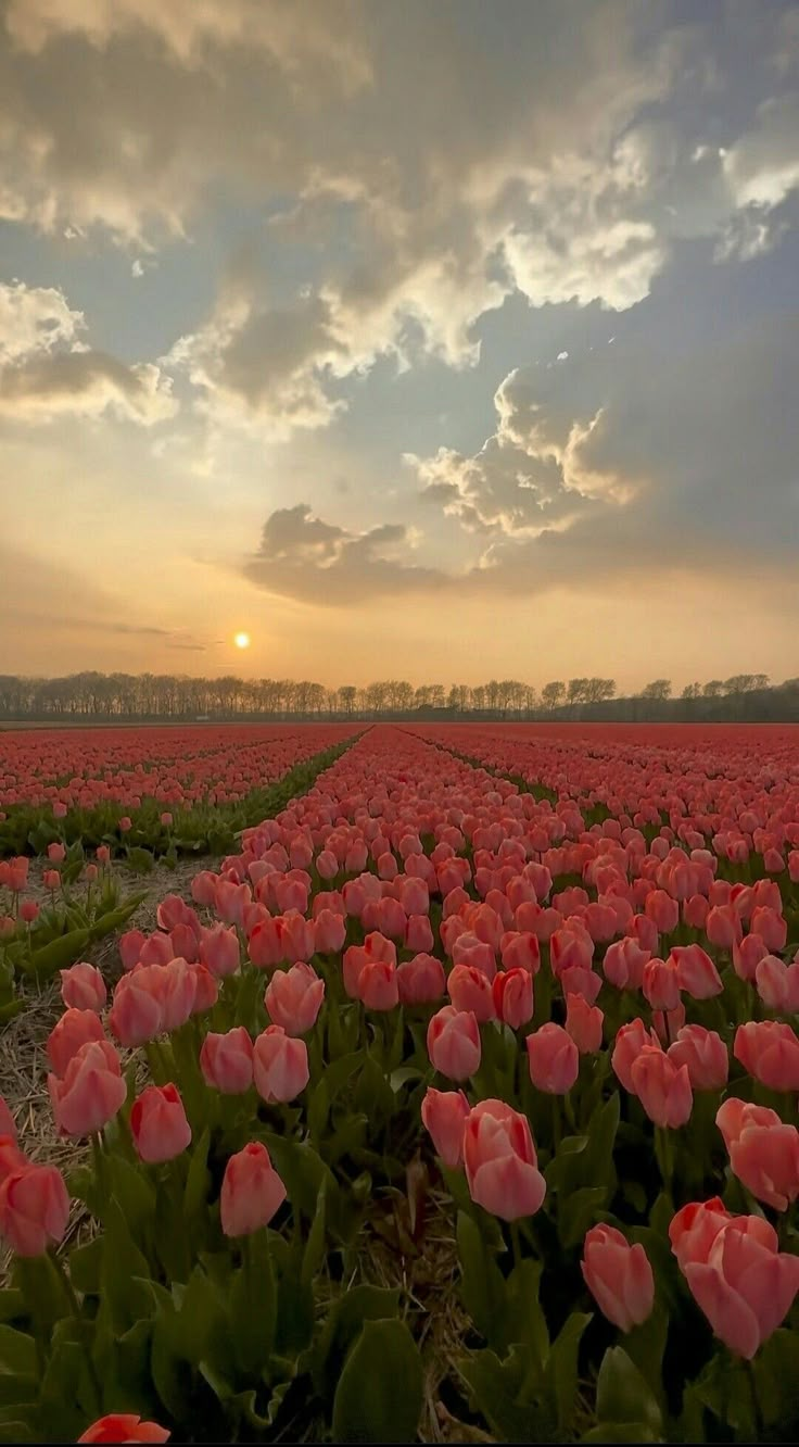 a field full of pink flowers under a cloudy sky