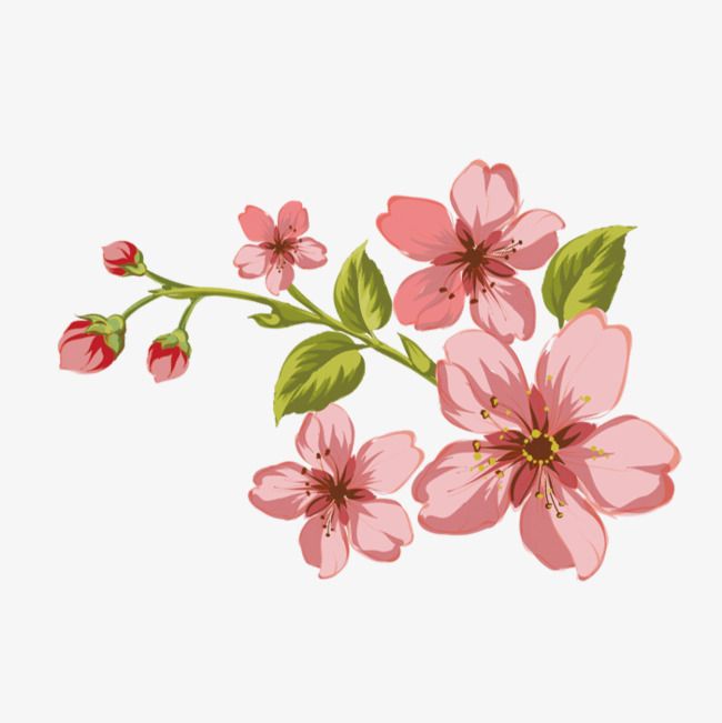 pink flowers with green leaves are on a white background, transparent png and psd