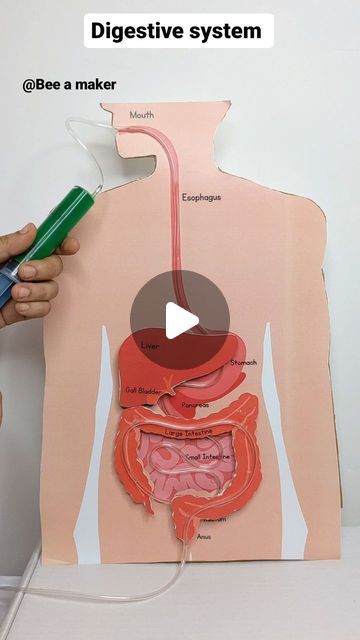 a person holding a green device in front of a diagram of the human body and organs