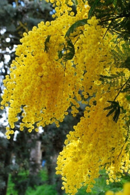 yellow flowers are blooming on the tree