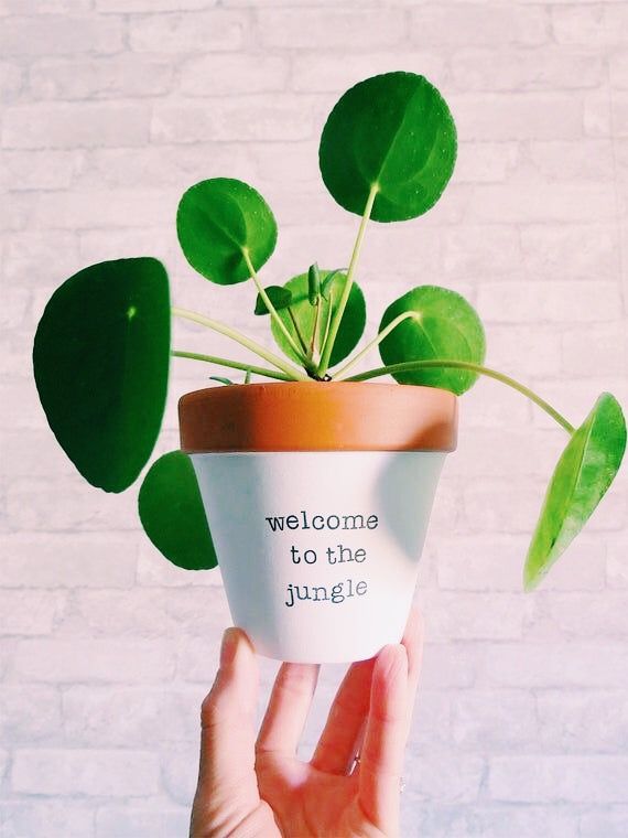 a hand holding a plant with the words welcome to the jungle written on it