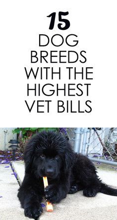 a black dog chewing on a bone with the words 15 dog breeds with the highest vet bills