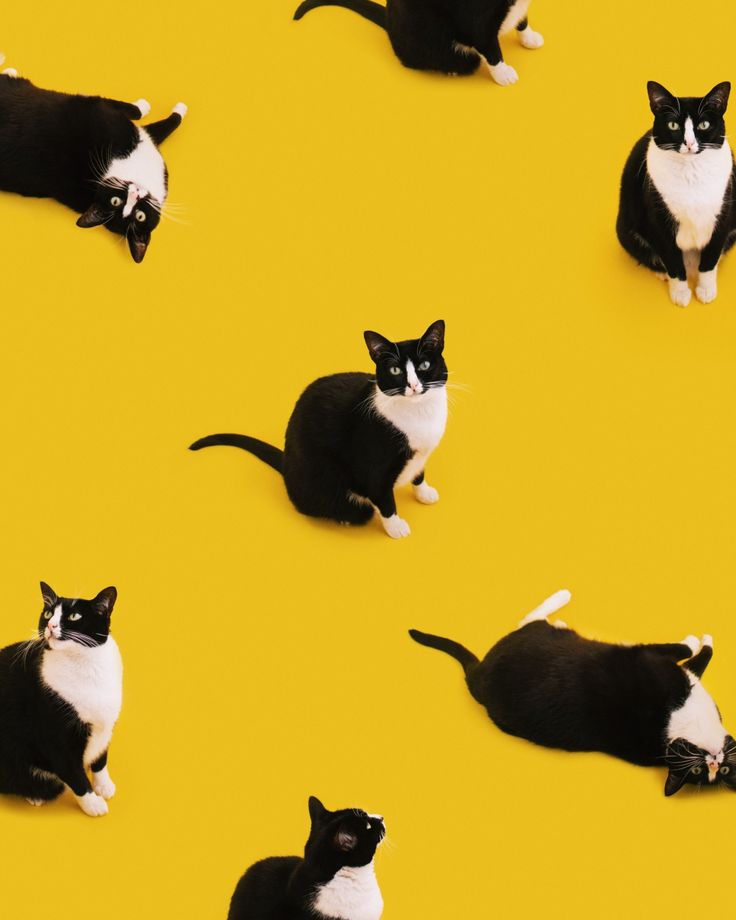 several black and white cats laying down on a yellow background