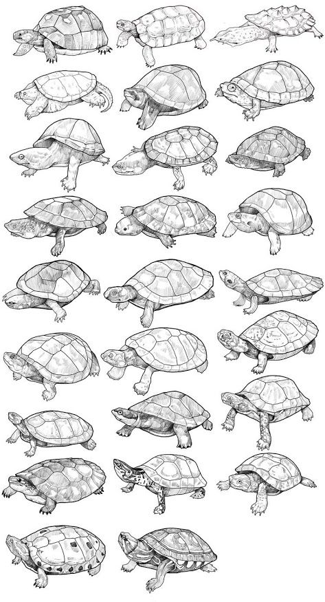 several turtles are shown in this drawing