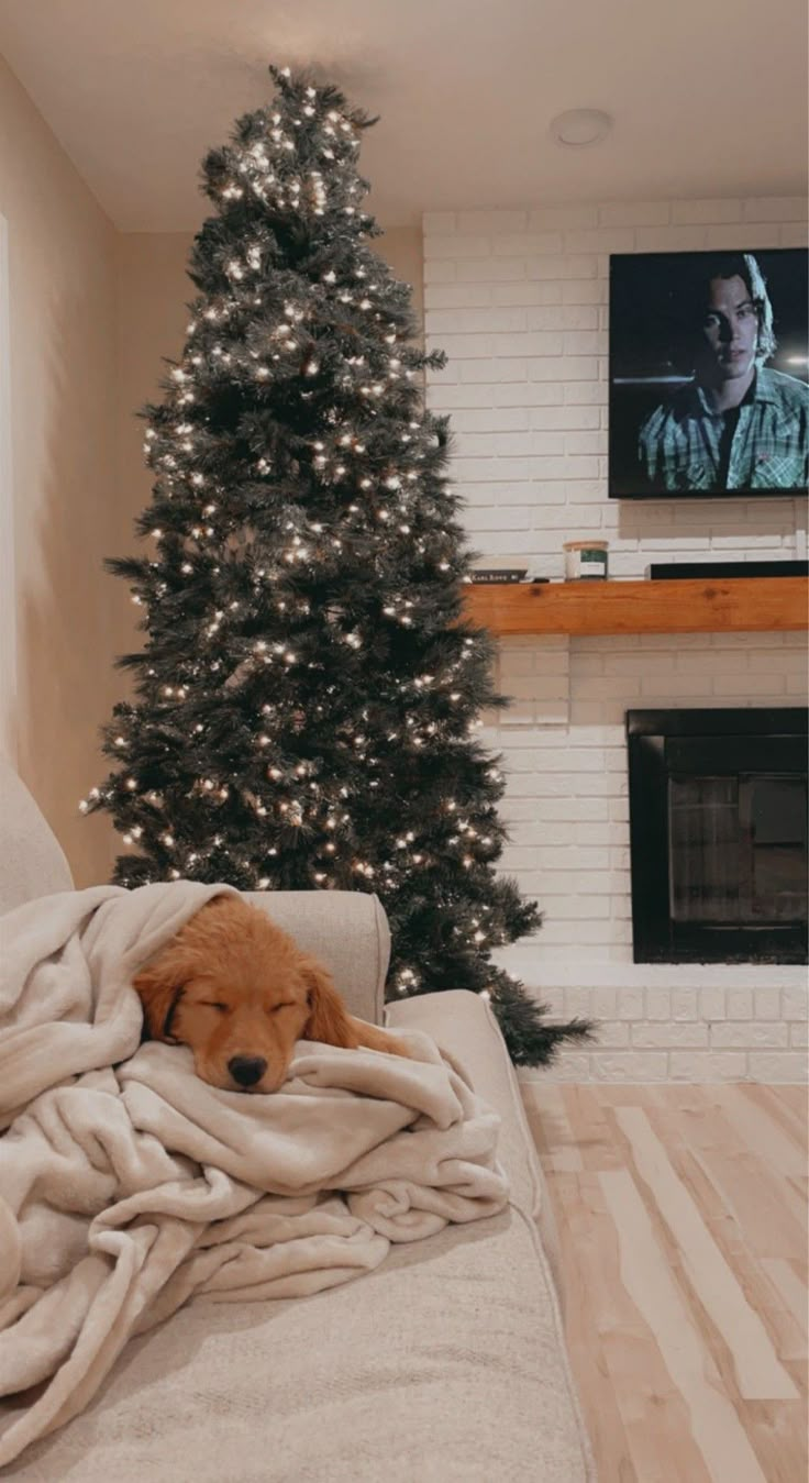 a dog sleeping on a couch under a blanket in front of a christmas tree and television