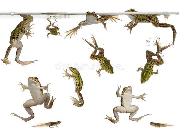 several different types of frogs in various positions on a white background with clippings