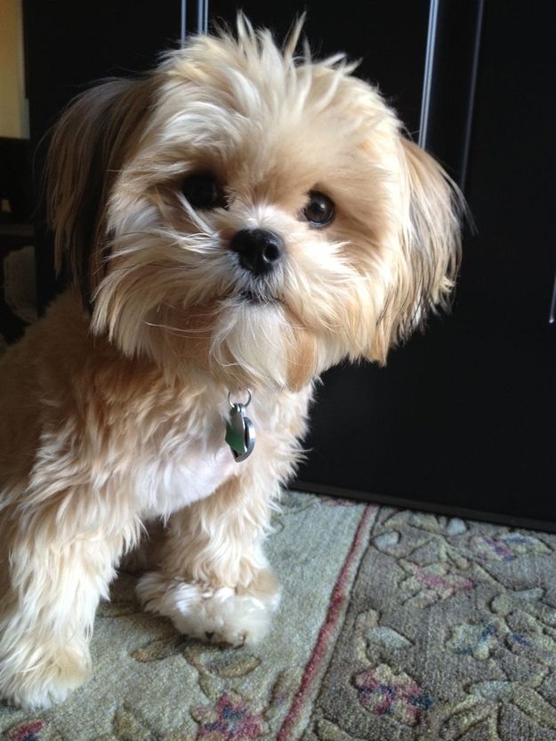 a small white dog sitting on top of a rug