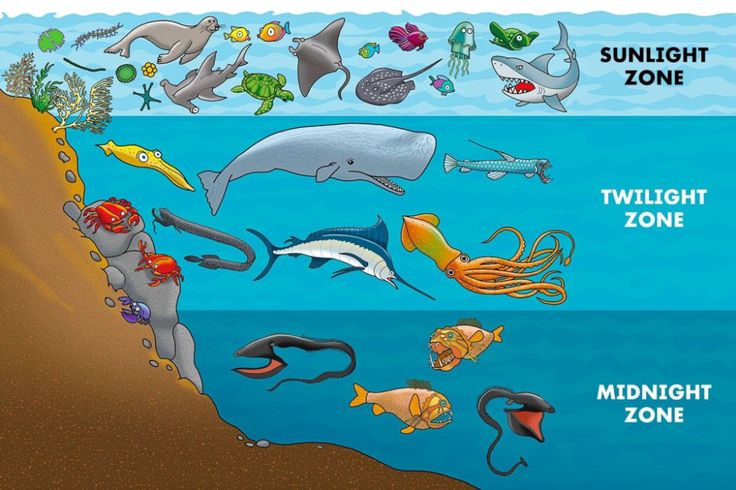 an ocean floor with different types of sea animals