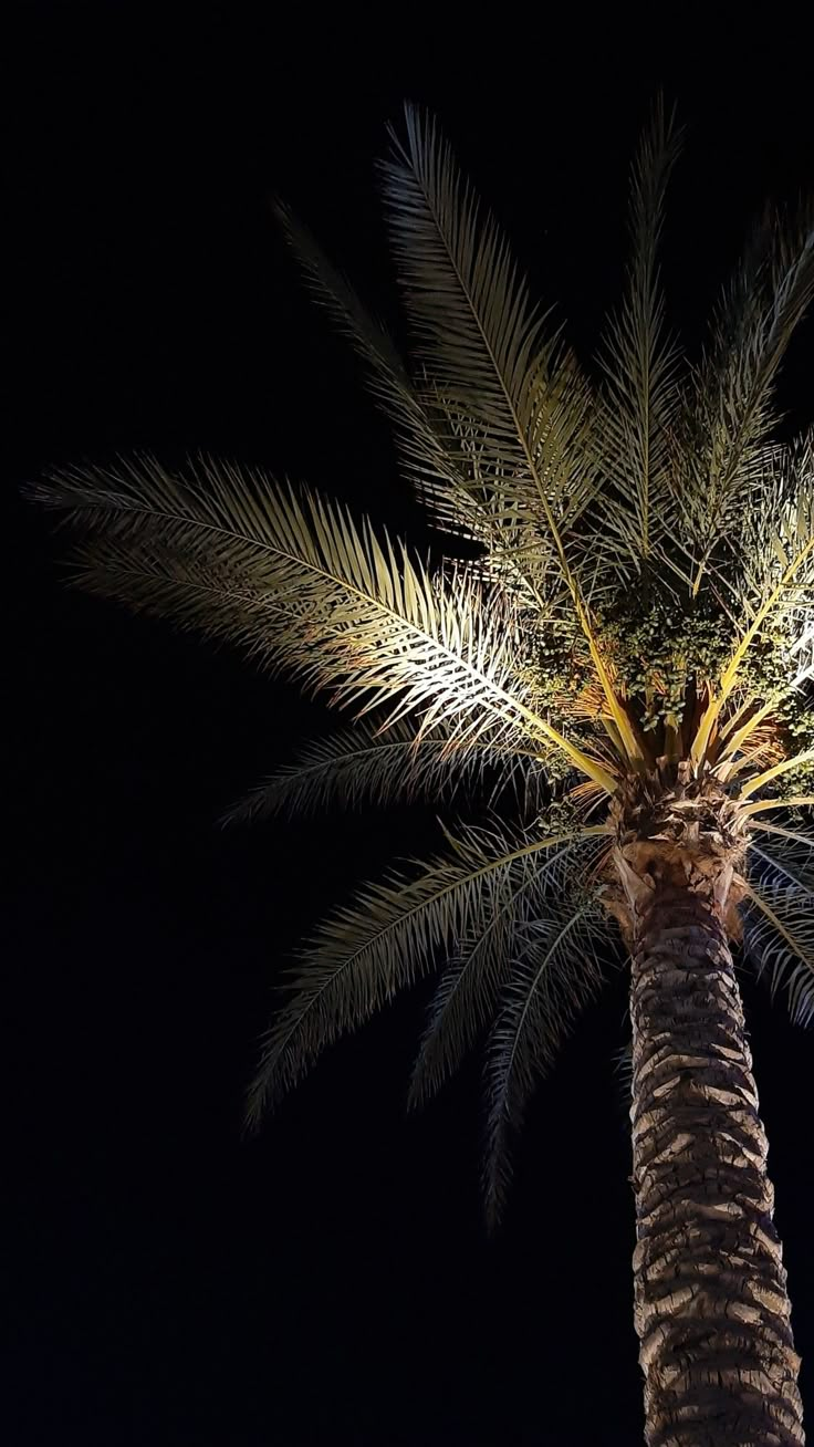 Night time palm tree vibes Night Time Palm Trees, Palm Tree Pics, Tree Snap, Palm Tree Photo, Night Palm, Beach With Palm Trees, Open Palm, Tree Collage, Palm Trees Wallpaper