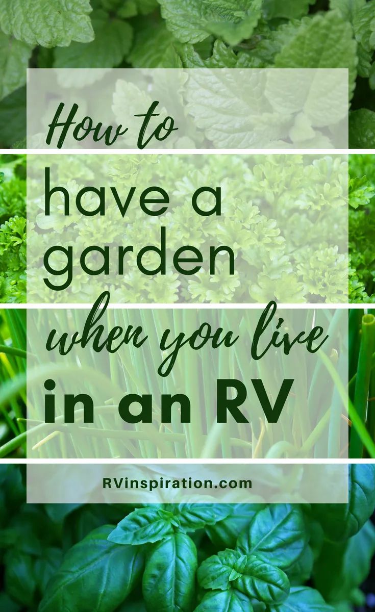 green plants with the words how to have a garden when you live in an rv