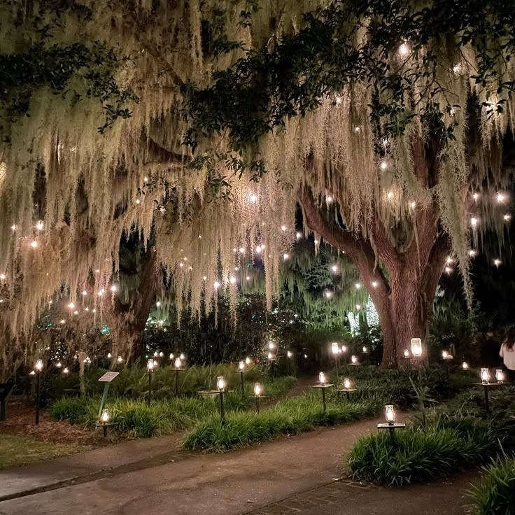 the lights are hanging from the trees in the park