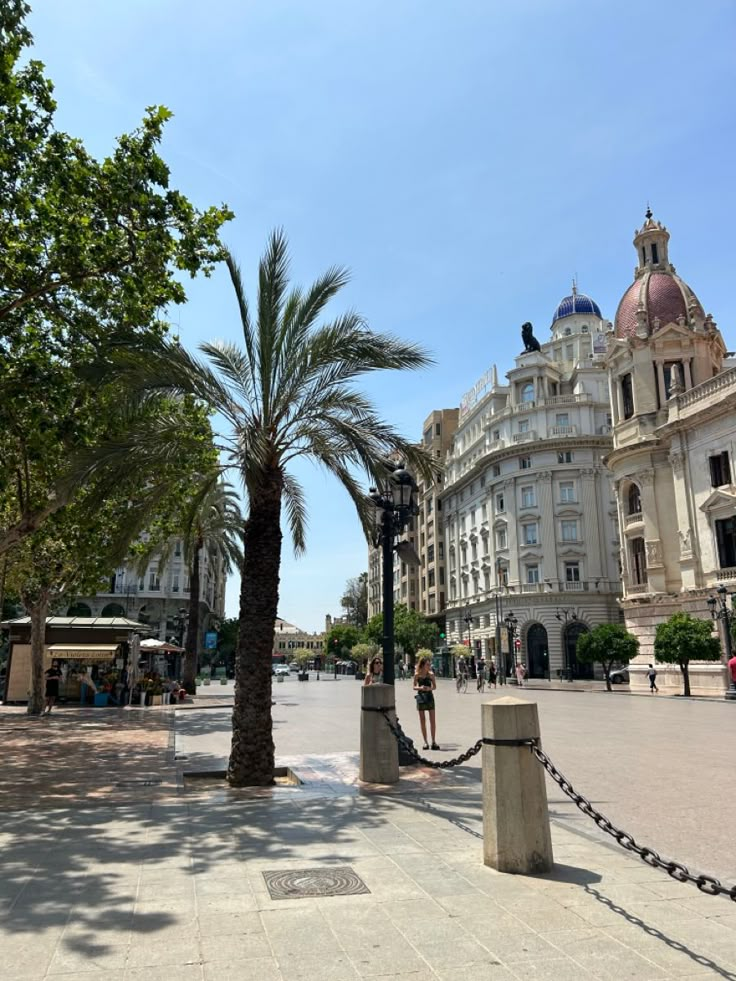 a palm tree in the middle of a city square