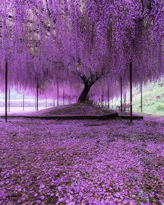 purple flowers are covering the ground and trees