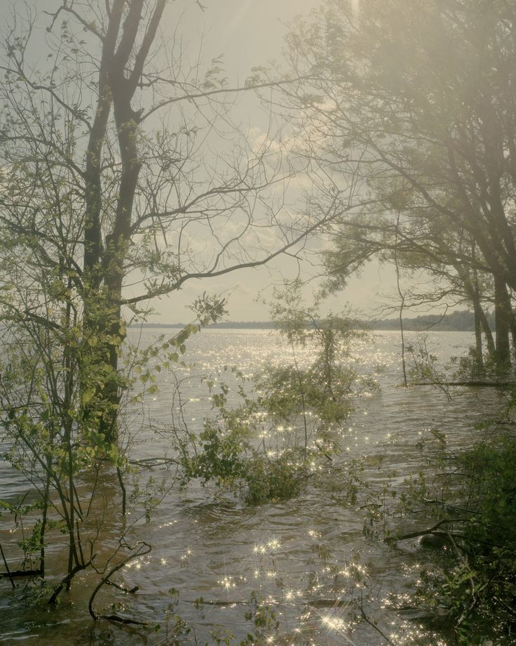 the sun shines through trees and water on a flooded area in front of a body of water