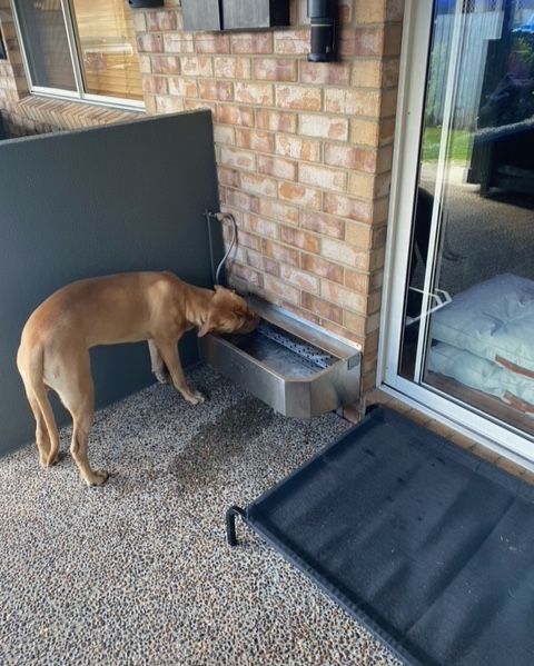 a brown dog standing on top of a metal step next to a brick wall and door