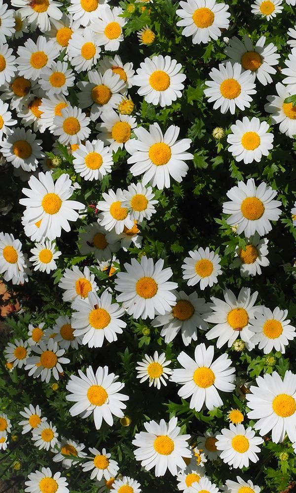 overgrowth daisies living wall wallpaper mural I Phone 7 Wallpaper, Nature Mural, Daisy Wallpaper, Flowers Photography Wallpaper, Nothing But Flowers, Cute Flower Wallpapers, Wallpaper Nature Flowers, Pretty Landscapes, Spring Wallpaper