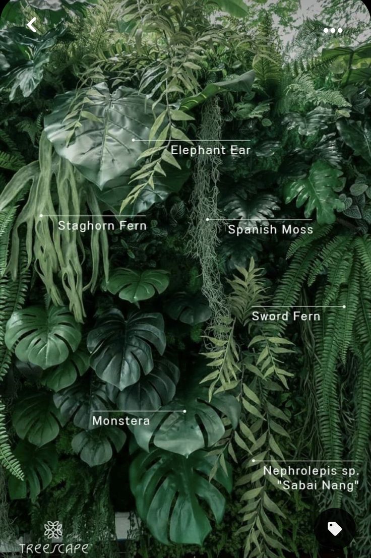 the different types of plants are shown in this image, with their names on them