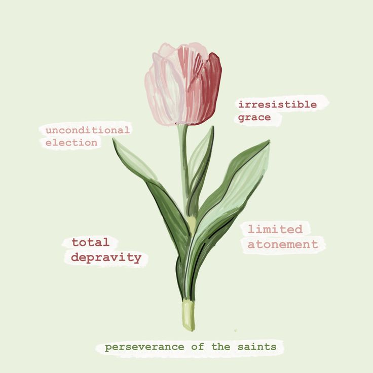 a pink tulip with the words total depravity and perserence of the saints