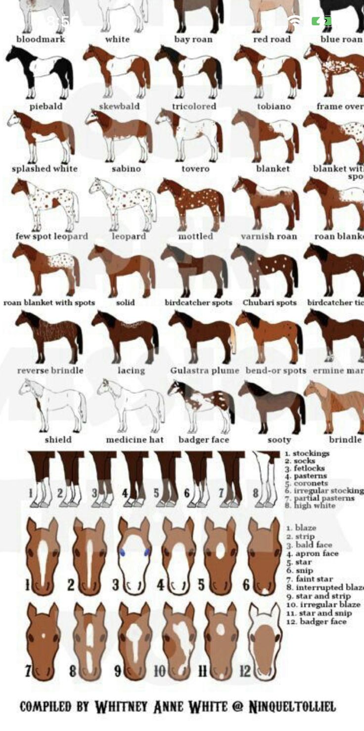 the different types of horses and their markings are shown in this diagram, which shows how they