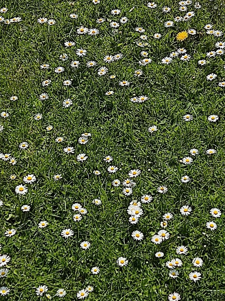 a field full of white and yellow daisies in the middle of it's lush green grass