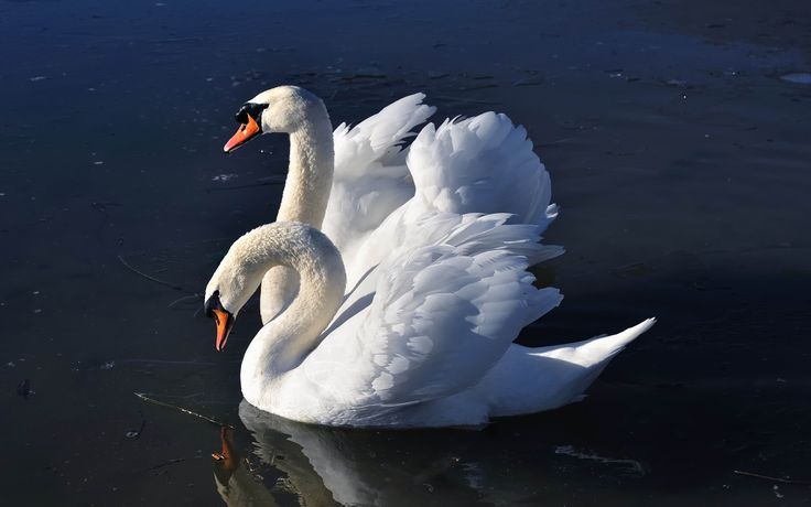 a white swan is swimming in the water