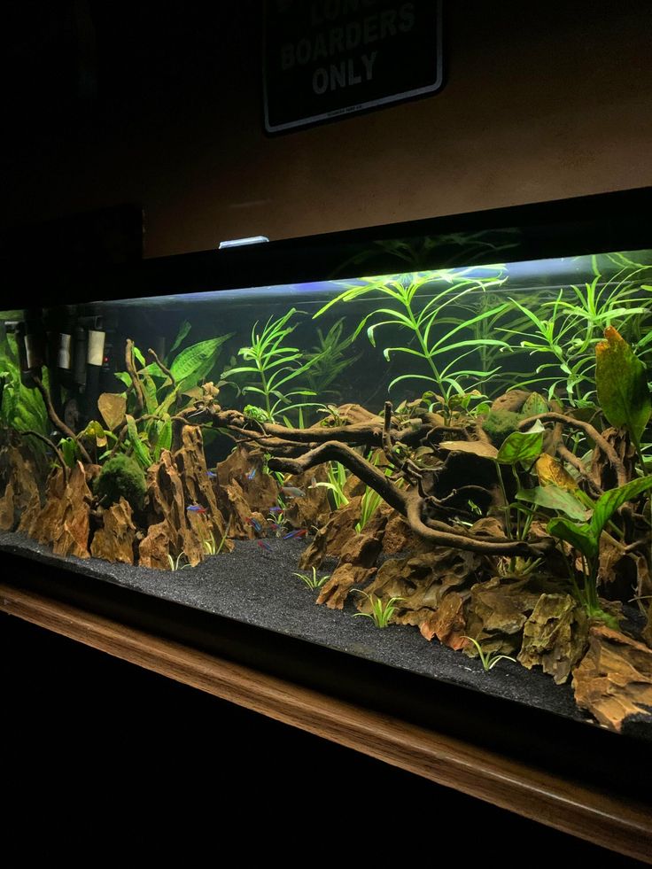 an aquarium filled with lots of plants and algae in the middle of a dark room