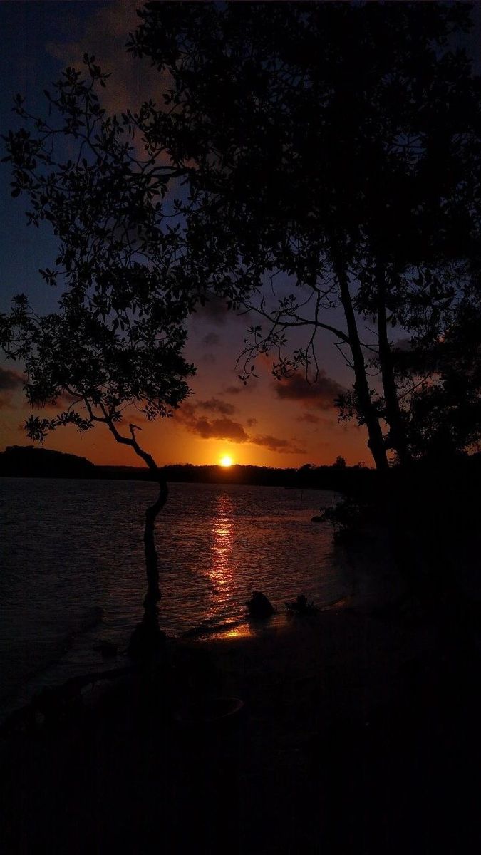 the sun is setting behind some trees by the water