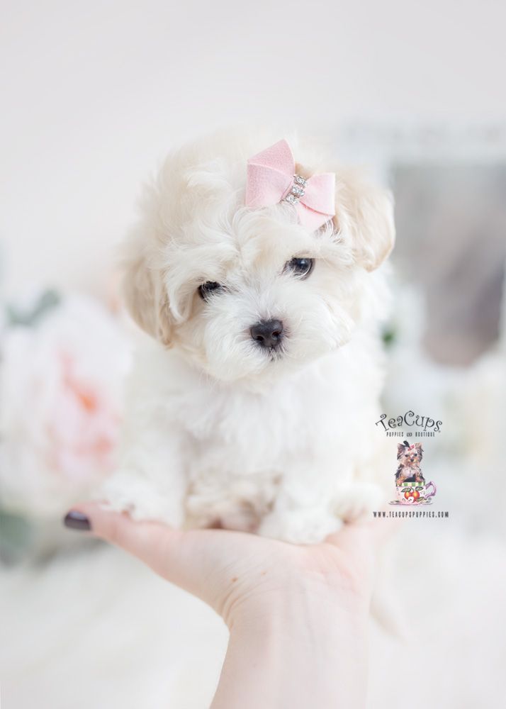 a small white dog with a pink bow on it's head sitting in someones hand